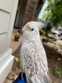 Lost Cockatiel