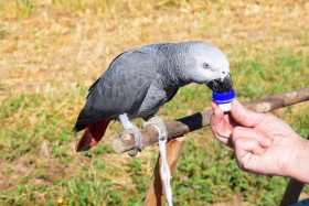 Lost African Grey