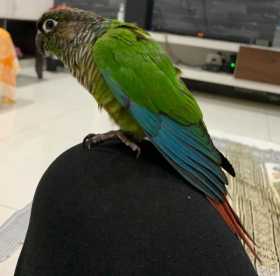 Lost Conure