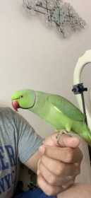 Lost Indian Ringneck Parakeet