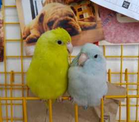 Lost Parrotlet