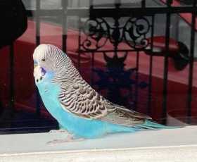 Lost Budgerigar