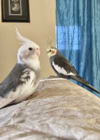 Lost Cockatiel