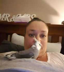 Lost Cockatiel