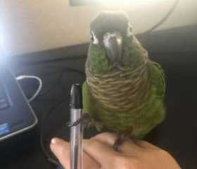 Lost Conure