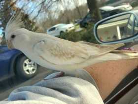 Lost Cockatiel