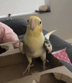 Lost Cockatiel