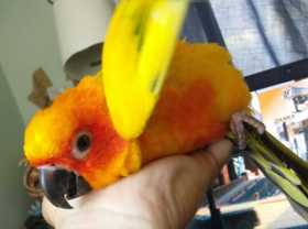 Lost Conure