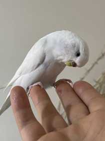 Lost Budgerigar