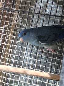 Lost Lineolated Parakeet