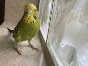 Lost Budgerigar