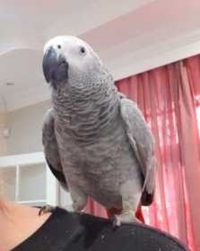 Lost African Grey