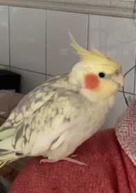 Lost Cockatiel