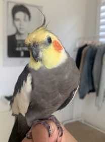 Lost Cockatiel