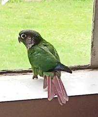 Lost Conure