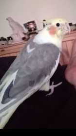 Lost Cockatiel