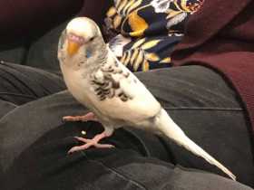 Lost Budgerigar