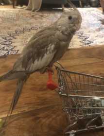 Lost Cockatiel