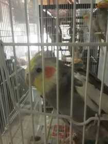 Lost Cockatiel