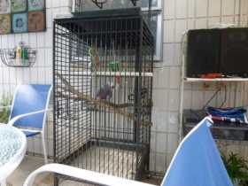 Lost African Grey