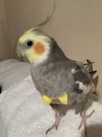 Lost Cockatiel