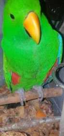 Lost Eclectus