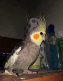 Lost Cockatiel