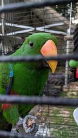 Lost Eclectus
