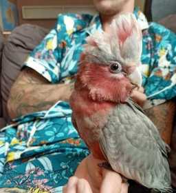 Lost Galah Cockatoo