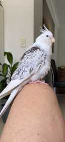 Lost Cockatiel