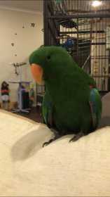 Lost Eclectus