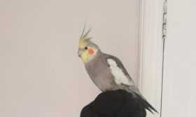 Lost Cockatiel