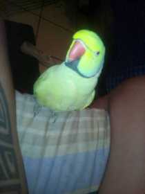 Lost Indian Ringneck Parakeet