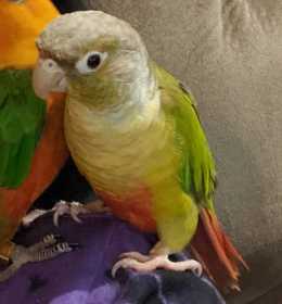 Lost Conure