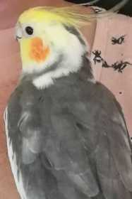 Lost Cockatiel