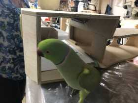 Lost Indian Ringneck Parakeet