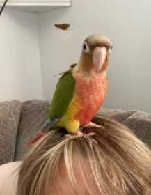 Lost Conure