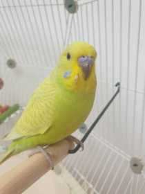 Lost Budgerigar