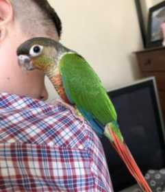 Lost Conure