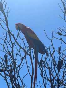 Lost Macaw
