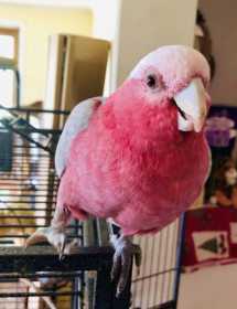 Lost Galah Cockatoo