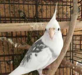 Lost Cockatiel