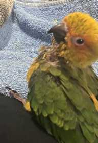 Lost Conure