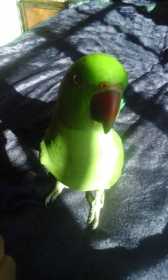 Lost Rose Ringed Parakeet
