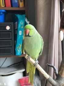 Lost Indian Ringneck Parakeet