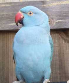 Lost Indian Ringneck Parakeet