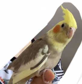 Lost Cockatiel