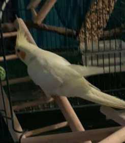 Lost Cockatiel