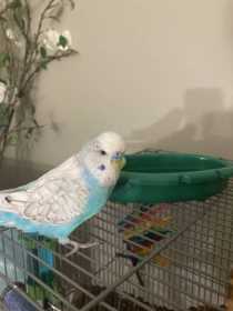 Lost Budgerigar