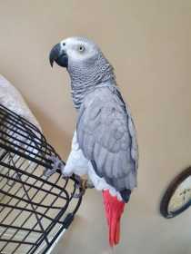 Lost African Grey